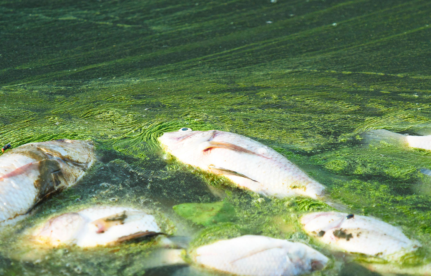 Dead fish in an algal bloom