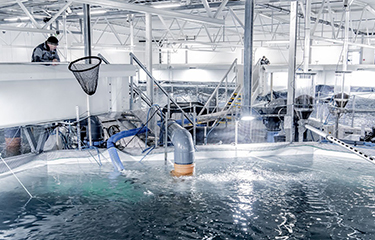 An AKVA Group post-smolt recirculating aquaculture system.