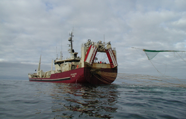 Thanks to a tripling of the herring catch, the Icelandic fishing fleet landed 96,639 metric tons (MT) of wild-capture fish and shellfish in November 2021.