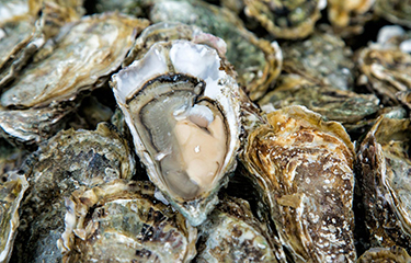 Harvest Road oysters.