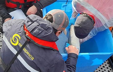 Sernapesca inspectors examine a farmed salmon inside a tub of water.