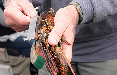 A lobsterman measures the carapace of a lobster.
