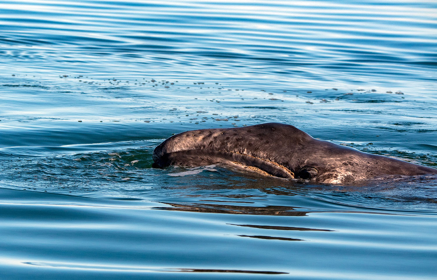 Newborn gray whale calf