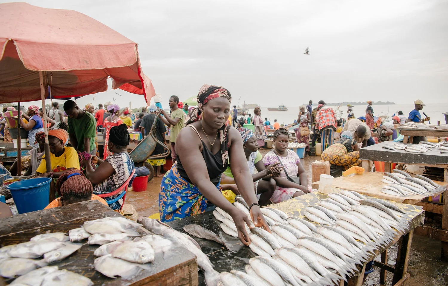 Guinea-Bissau bans fishmeal, fish oil production as small pelagic concerns mount