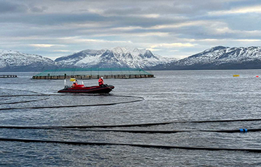 Cermaq and Folla Alger's new ocean-based combined salmon and kelp farm