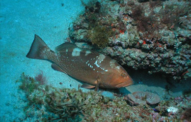 A red grouper swimming in a reef.