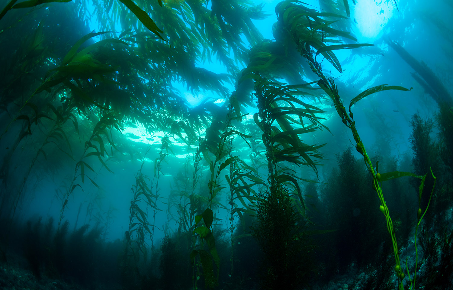 A photo of kelp off the coast of California
