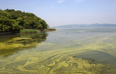 hamrful algal bloom in the water