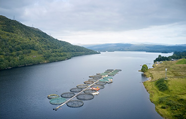 A salmon farm in Scotland.