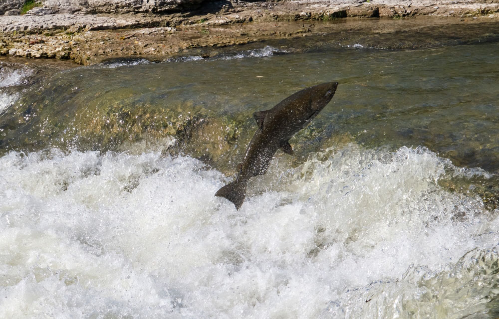 a salmon
