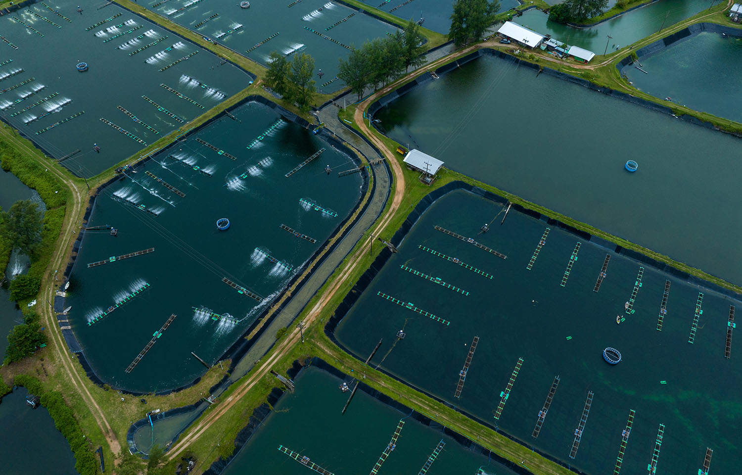 An aerial view of a shrimp farm