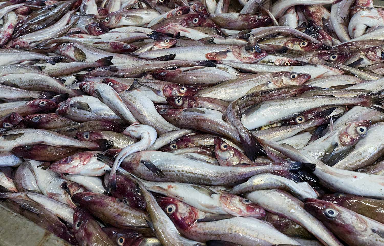 Alaskan pollock