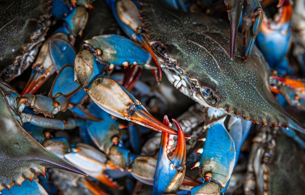 Louisiana officers cite two for taking immature female crabs