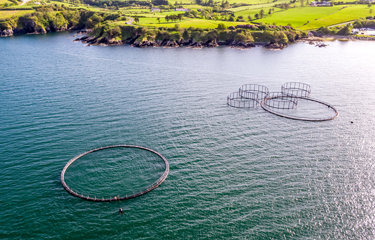 Net Pens located off the coast of Ireland