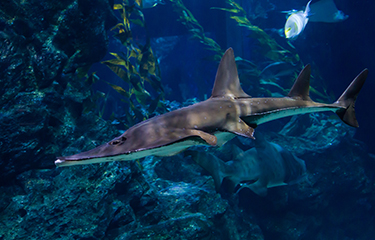 A guitar fish swimming.