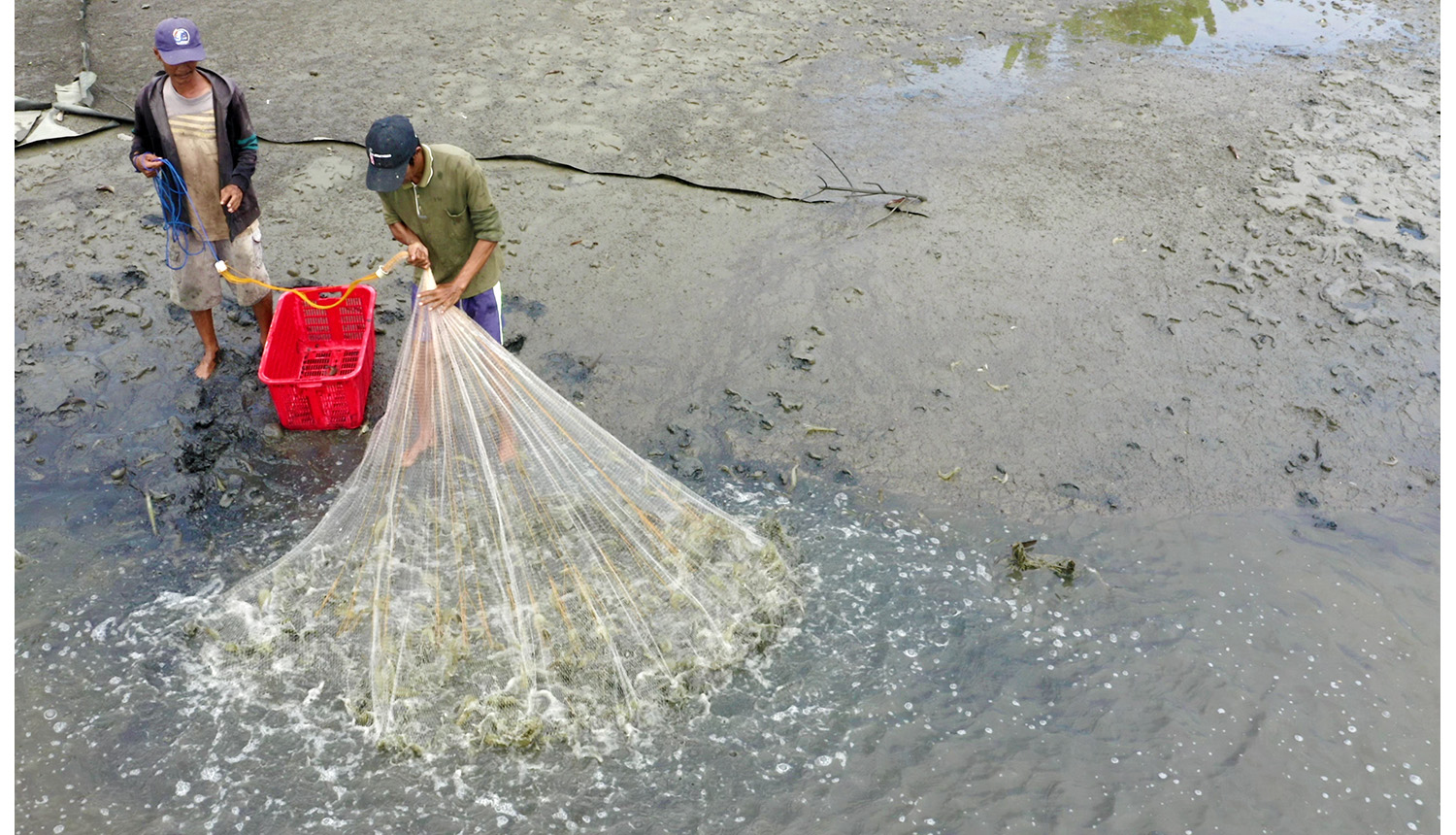 Shrimp harvesting in Lampung, Indonesia