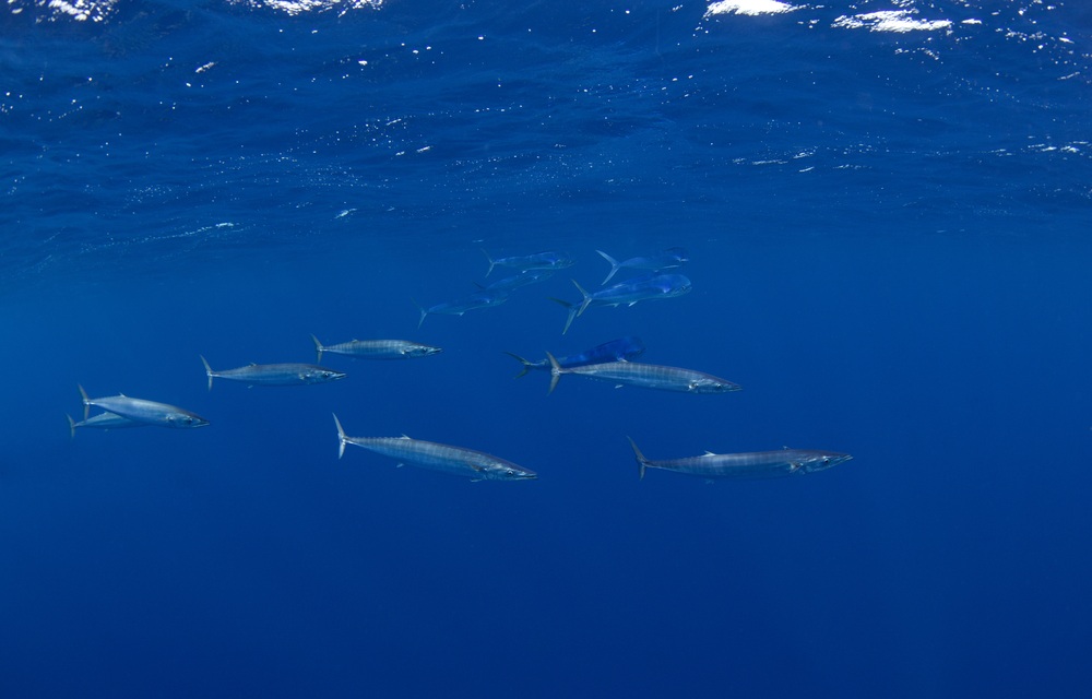 Wahoo