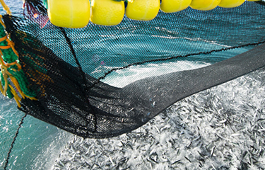 Norway, EU exchange quotas in Northeast Atlantic to limit herring catch