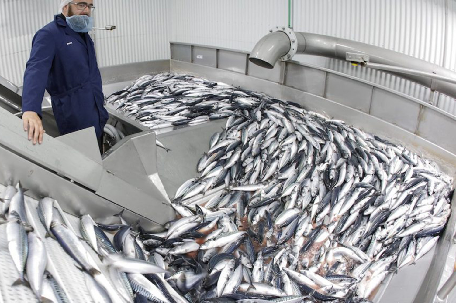 A VSV employee sorting mackerel