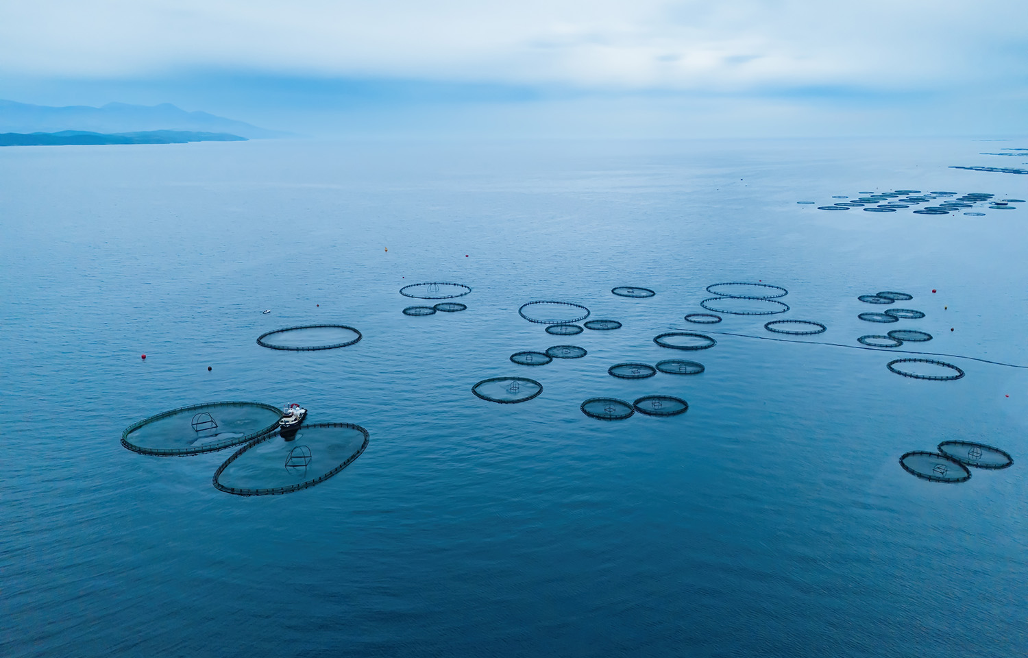 An aerial photo of offshore aquaculture.