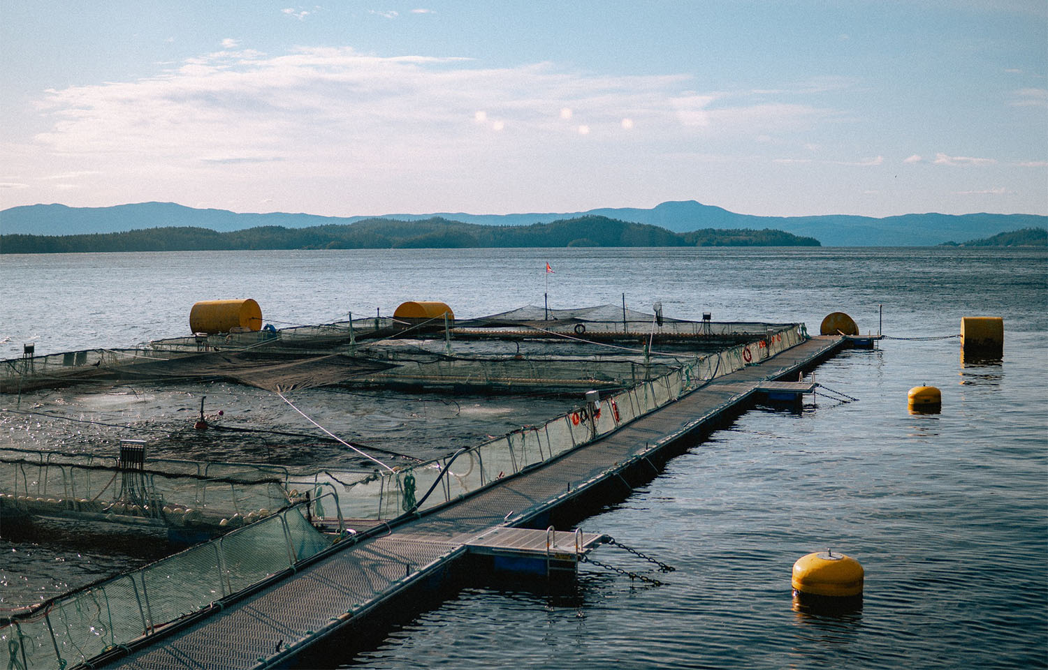 Data shows Canada’s salmon imports surged as it closed down its own farms