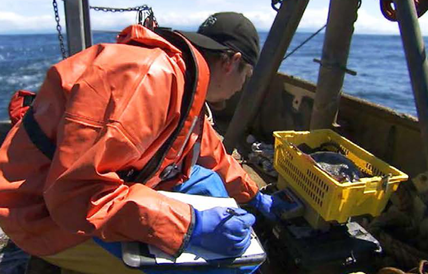 A fishery observer for the National Marine Fishery Service reviewing bycatch on board a vessel