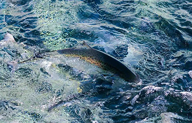 A SalMar salmon.