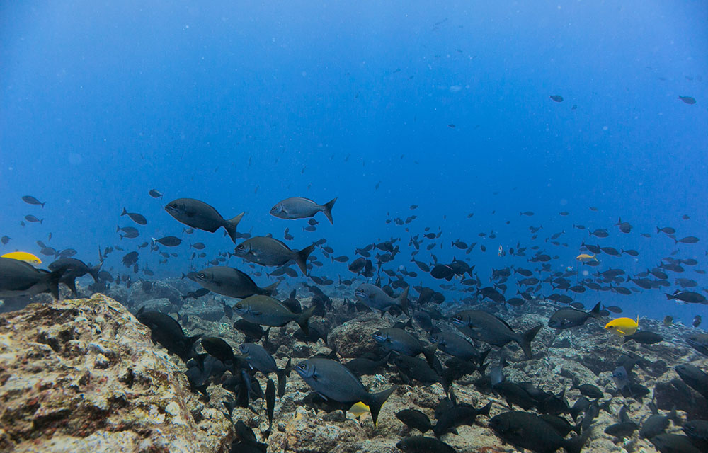 Papahānaumokuākea Marine National Monument