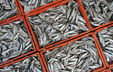 A set of crates filled with sardines.