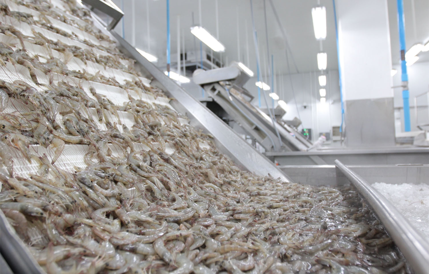A shrimp processing line in Ecuador
