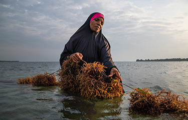 A woman in Zanzibar harvests seaweed
