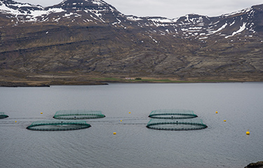 Salmon net pens inside an Icelandic fjord.