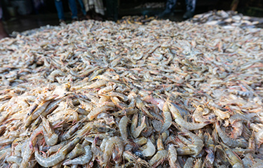 A large pile of raw unpeeled shrimp.