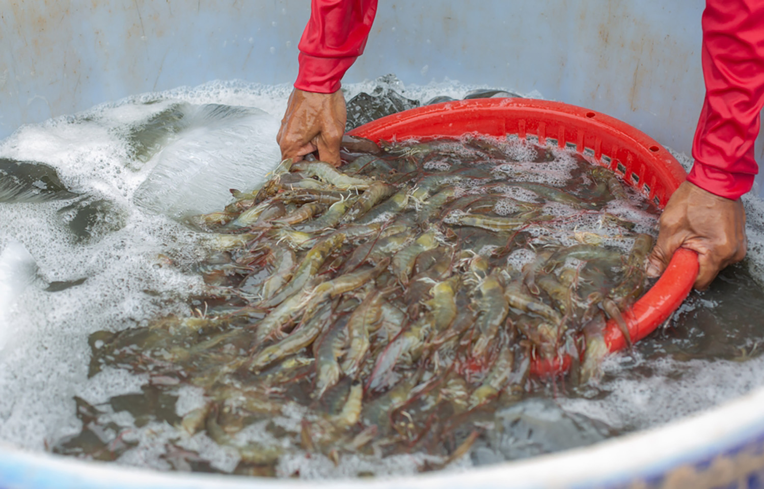 Ecuador shrimp exports reach USD 7.5 billion in 2025