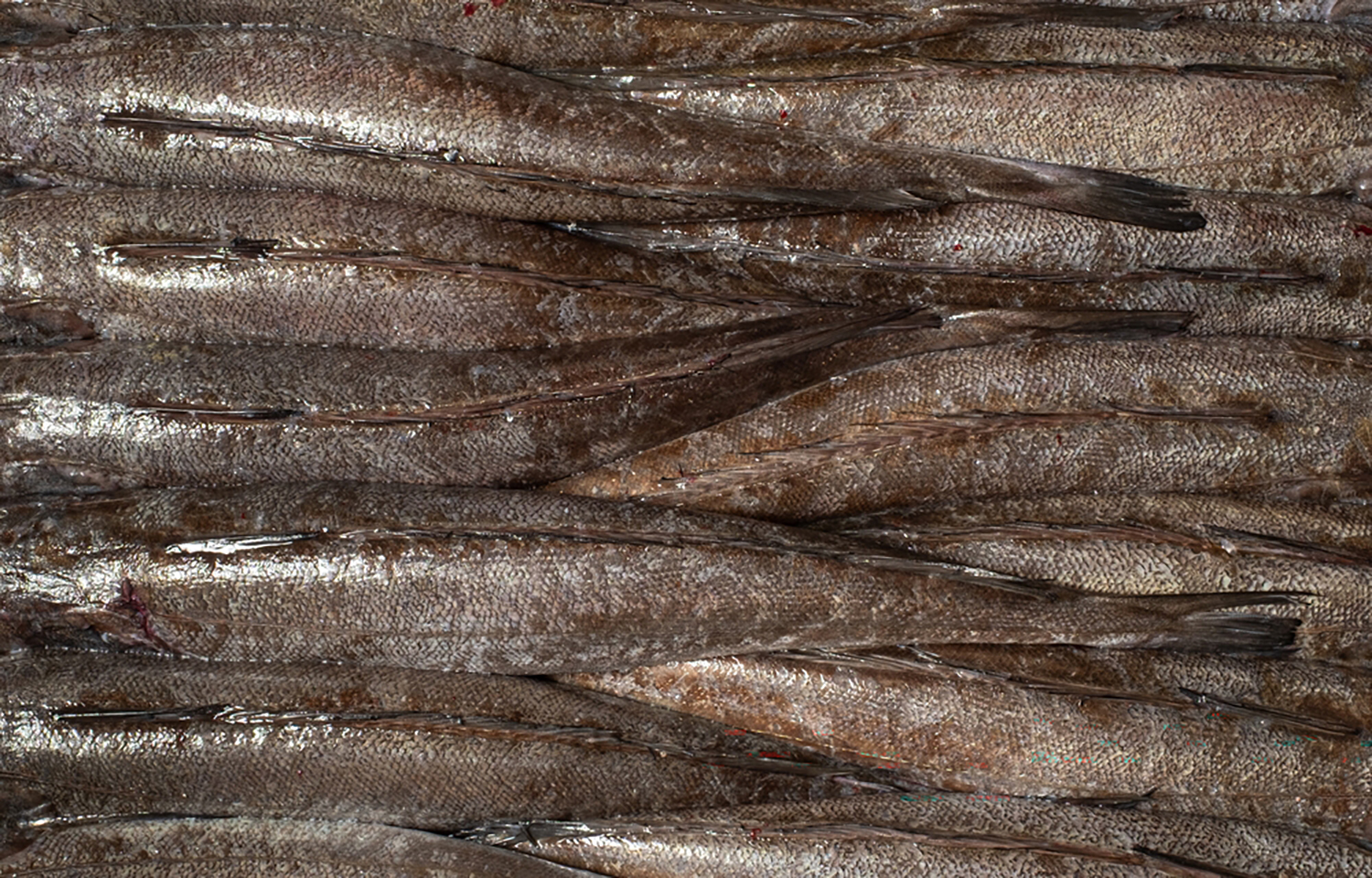 European hake