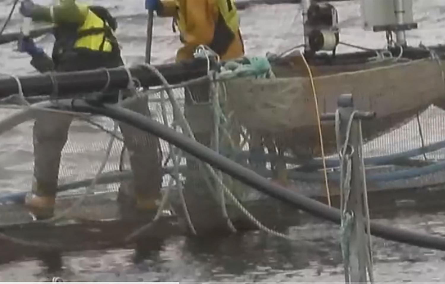 Video captured by the Green Britain Foundation showed Mowi Scotland staff beating live fish