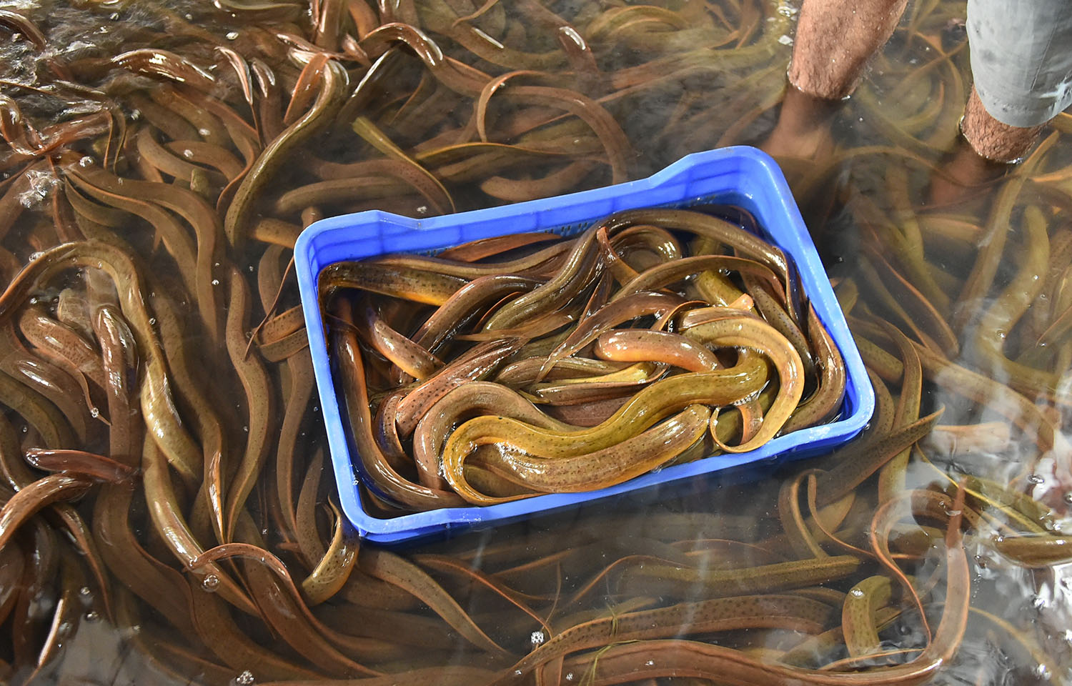 International Coalition of Fisheries Associations urging CITES to reject proposals on multiple species