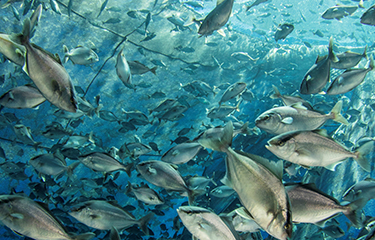 A net pen for Forever Oceans aquaculture company