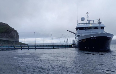 A salmon transfer at a Mowi Scotland site.