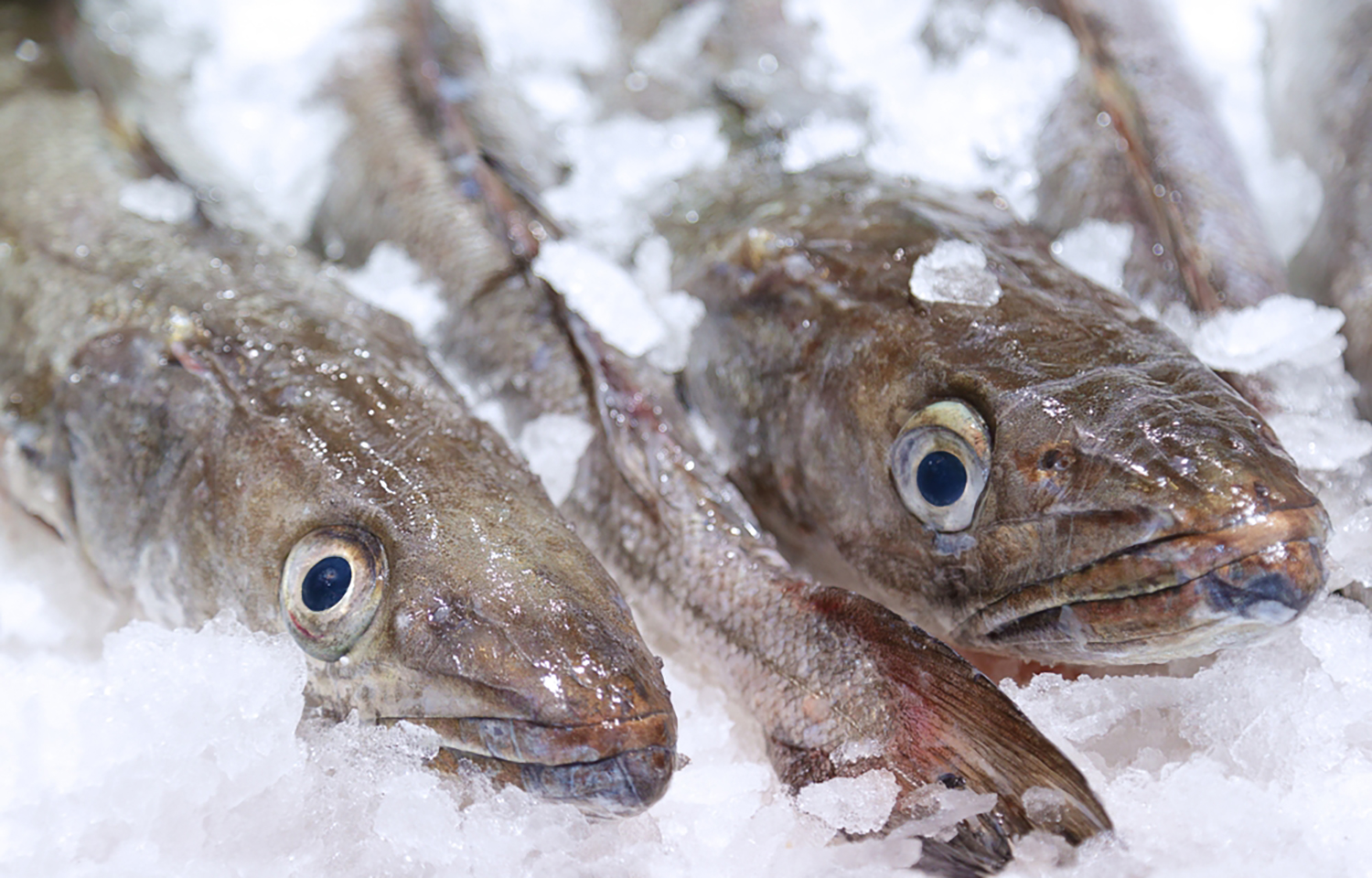 MSC recertifies Namibian hake fishery