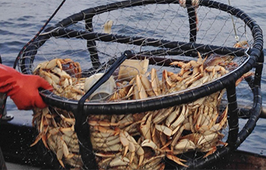 Buy Premium crab pot buoy For Fishing 