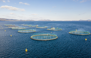 Lerøy Seafood Group salmon net pens in the water.