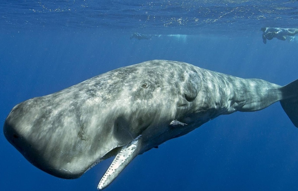 US lawmakers introduce legislation to better map whale habitats, reduce vessel strikes