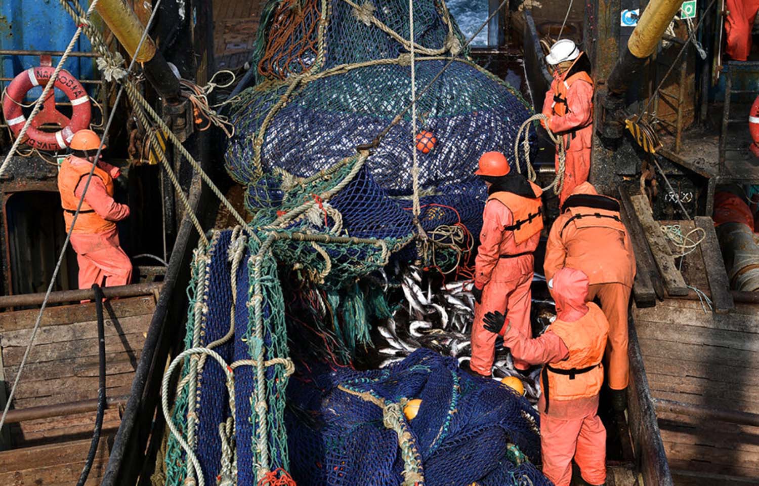 A group of five Russian fishermen in orange gear pulling in a large net full of fish