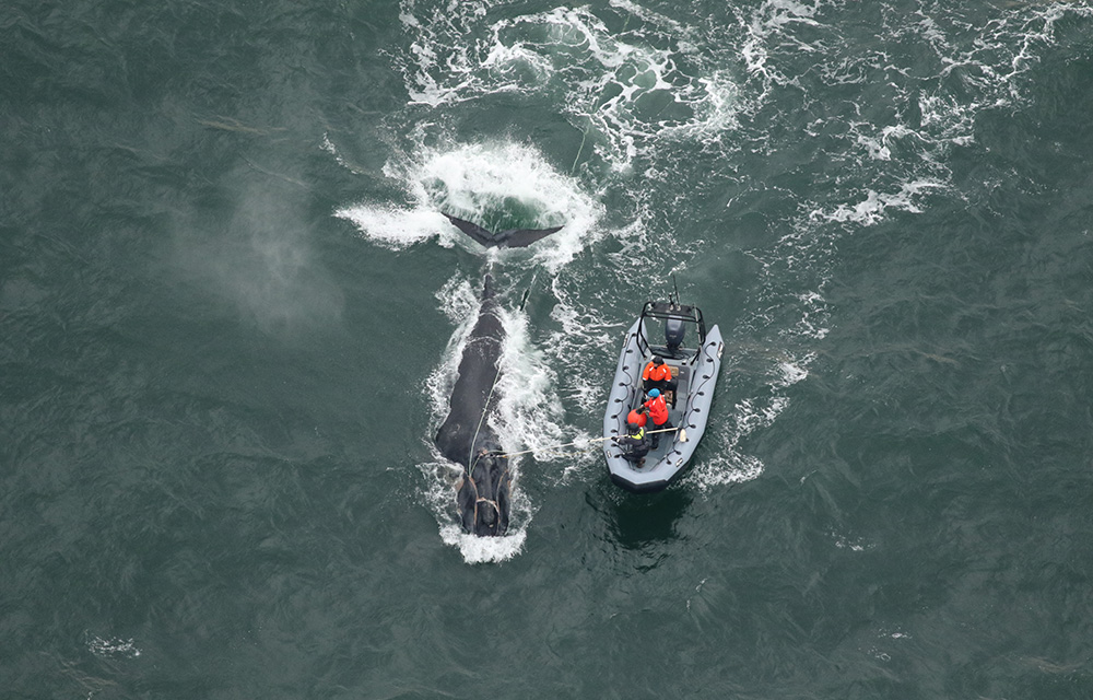 an entangled whale