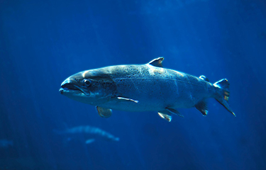 A salmon swimming in blue water.
