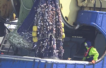 Fishermen pull in a catch caught using flyseining.