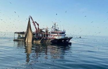 The first production site of the Mauritanian small pelagic fishery and The Indian sardine oil fishery improvement project have had their first facilities accepted into the MarinTrust Improver Program.