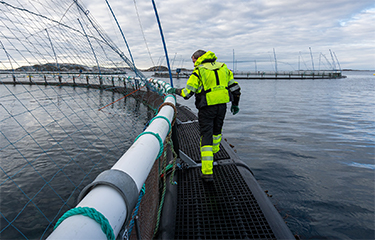 A Norcod worker inspecting a net pen at the company's farming site.