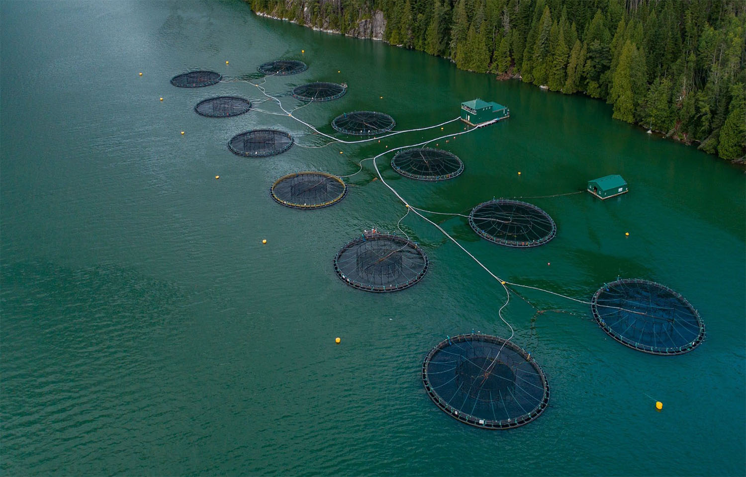 A month out from license renewal deadline, BC salmon farmers still have ...